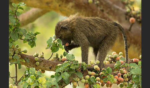 Steppenpavian (Papio cynocephalus)