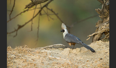 Nacktkehl-Lärmvogel (Corythaixoides personatus)