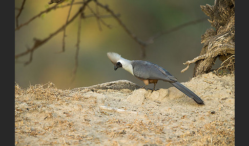 Nacktkehl-Lärmvogel (Corythaixoides personatus)