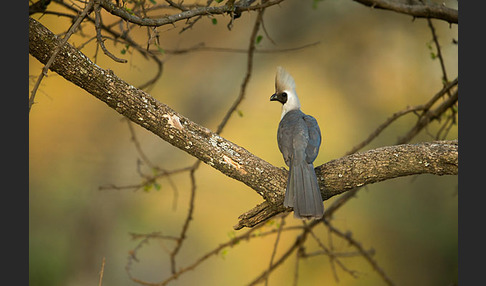 Nacktkehl-Lärmvogel (Corythaixoides personatus)