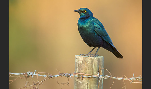 Grünschwanz-Glanzstar (Lamprotornis chalybaeus)