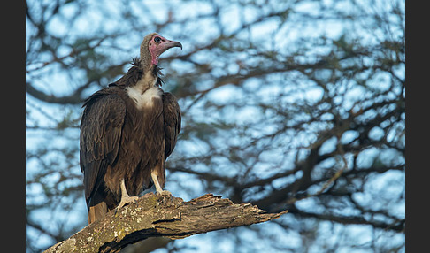 Kappengeier (Necrosyrtes monachus)