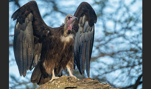 Kappengeier (Necrosyrtes monachus)