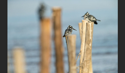 Graufischer (Ceryle rudis)