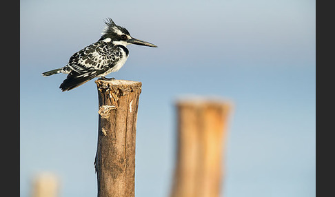 Graufischer (Ceryle rudis)