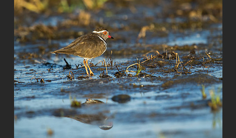 Dreiband-Regenpfeifer (Charadrius tricollaris)