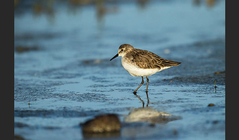 Zwergstrandläufer (Calidris minuta)