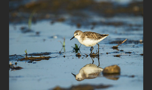 Zwergstrandläufer (Calidris minuta)