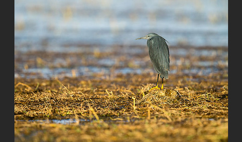 Glockenreiher (Egretta ardesiaca)