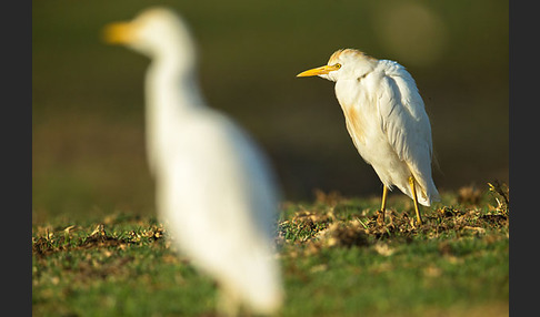 Kuhreiher (Bubulcus ibis)