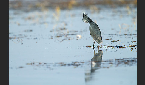 Glockenreiher (Egretta ardesiaca)