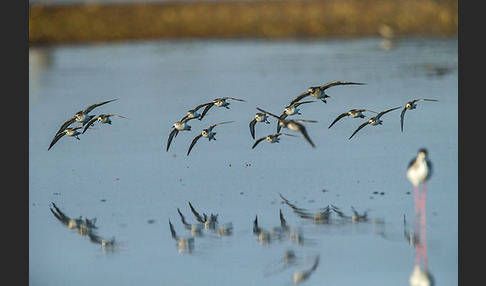 Zwergstrandläufer (Calidris minuta)