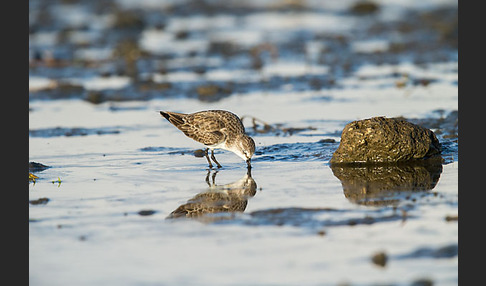 Zwergstrandläufer (Calidris minuta)