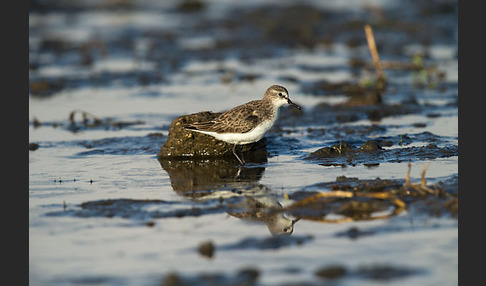 Zwergstrandläufer (Calidris minuta)