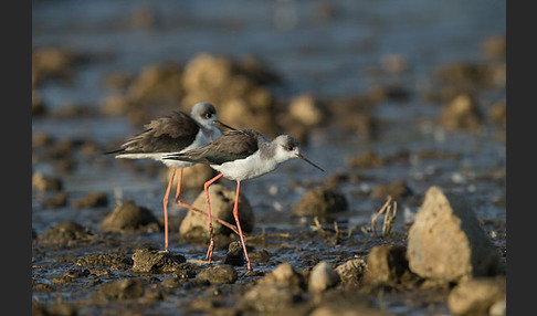 Stelzenläufer (Himantopus himantopus)