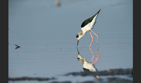 Stelzenläufer (Himantopus himantopus)