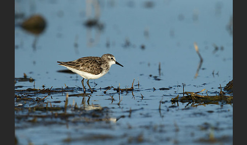 Zwergstrandläufer (Calidris minuta)