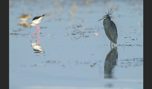 Glockenreiher (Egretta ardesiaca)