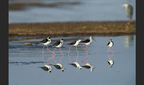 Stelzenläufer (Himantopus himantopus)