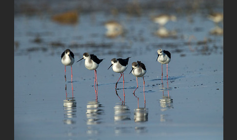 Stelzenläufer (Himantopus himantopus)