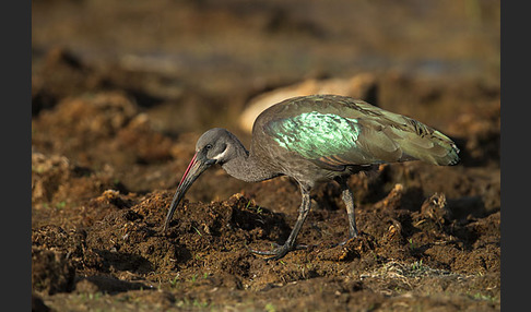 Hagedash (Bostrychia hagedash)