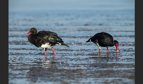 Sporngans (Plectropterus gambensis)