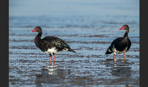 Sporngans (Plectropterus gambensis)