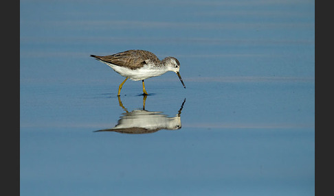 Teichwasserläufer (Tringa stagnatilis)