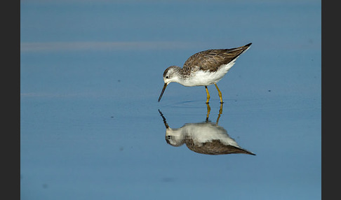 Teichwasserläufer (Tringa stagnatilis)