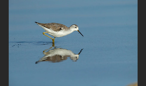 Teichwasserläufer (Tringa stagnatilis)