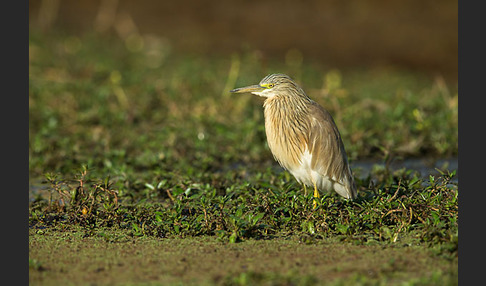 Rallenreiher (Ardeola ralloides)