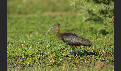 Sichler (Plegadis falcinellus)