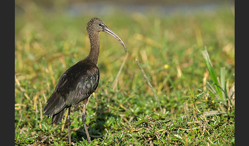 Sichler (Plegadis falcinellus)