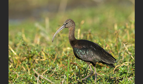 Sichler (Plegadis falcinellus)