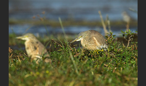 Rallenreiher (Ardeola ralloides)