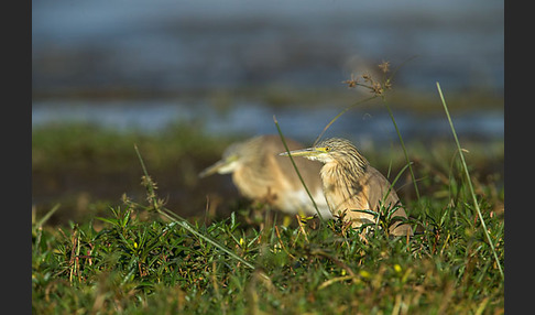 Rallenreiher (Ardeola ralloides)