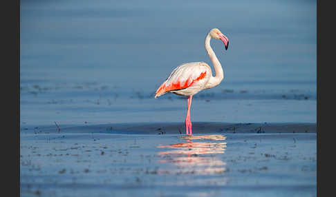 Rosaflamingo (Phoenicopterus roseus)