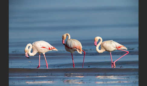 Rosaflamingo (Phoenicopterus roseus)