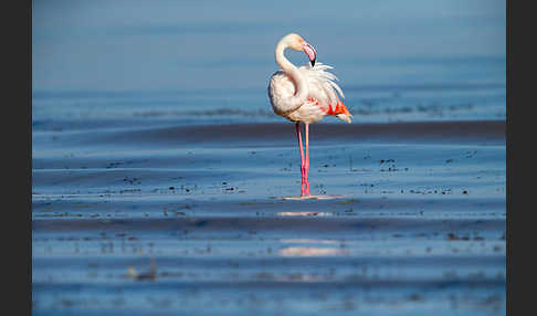 Rosaflamingo (Phoenicopterus roseus)