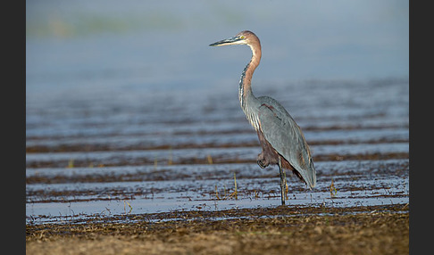 Goliathreiher (Ardea goliath)