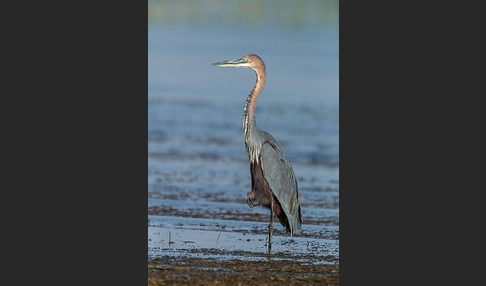 Goliathreiher (Ardea goliath)