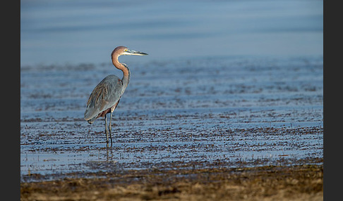 Goliathreiher (Ardea goliath)