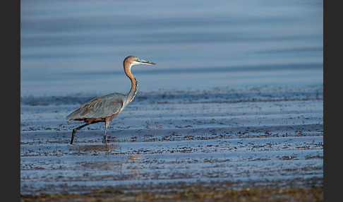 Goliathreiher (Ardea goliath)