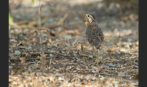 Bindenrennvogel (Rhinoptilus cinctus)