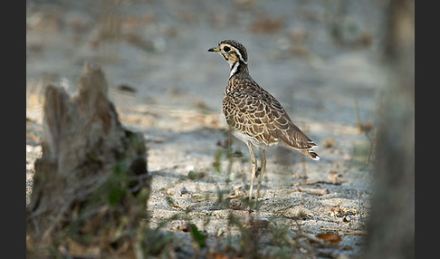 Bindenrennvogel (Rhinoptilus cinctus)