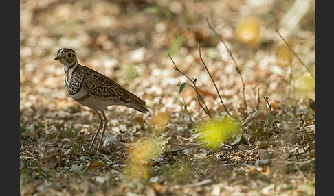 Bindenrennvogel (Rhinoptilus cinctus)