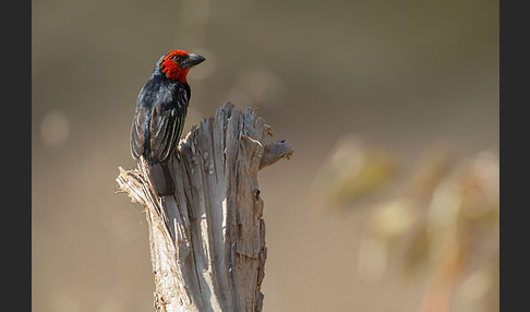 Purpurmasken-Bartvogel (Lybius guifsobalito)