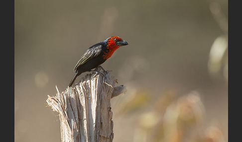 Purpurmasken-Bartvogel (Lybius guifsobalito)