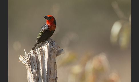 Purpurmasken-Bartvogel (Lybius guifsobalito)