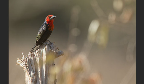 Purpurmasken-Bartvogel (Lybius guifsobalito)